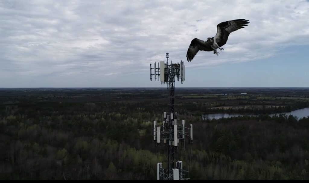 Osprey flying near a cell tower. 